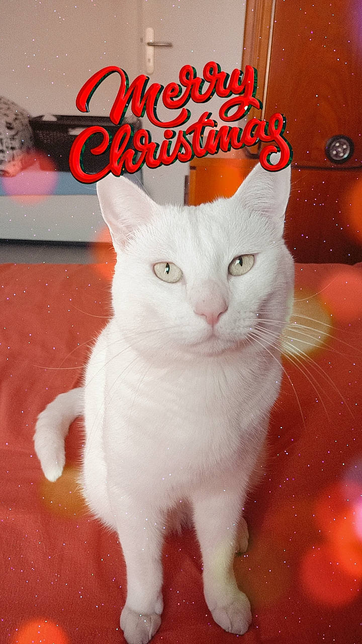 Gandhi a rejoint le concours — aidez-le/la à gagner de superbes lots ! art, carnivore, cat, cat_supply, creative_arts, felidae, font, fur, internet_meme, paw, pet_supply, photo_caption, photography, publication, rectangle, small_to_medium_sized_cats, tail, whiskers