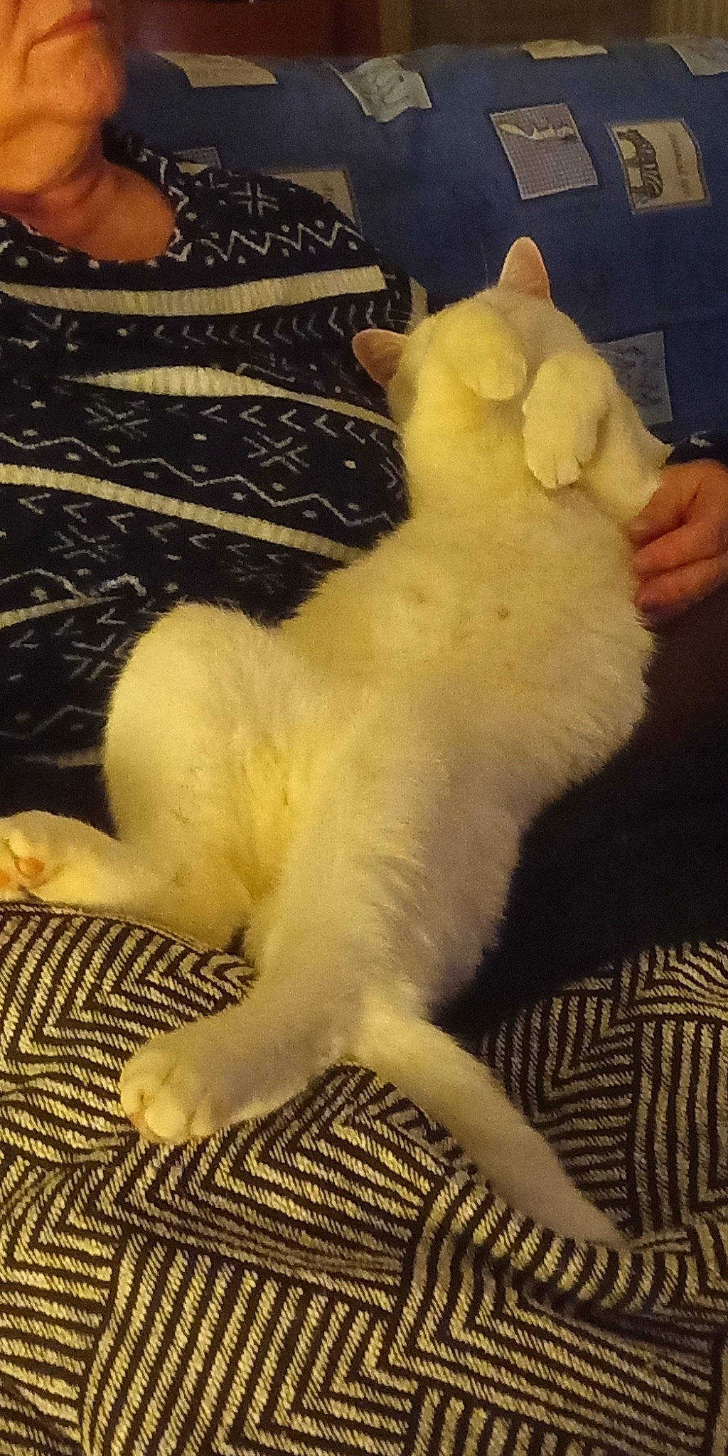 Gandhi a rejoint le concours — aidez-le/la à gagner de superbes lots ! canidae, carnivore, cat, claw, comfort, companion_dog, dog_breed, domestic_short_haired_cat, fawn, felidae, fur, lap, paw, small_to_medium_sized_cats, sporting_group, stuffed_toy, tail, teddy_bear, toy, whiskers