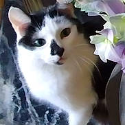 Gwenn-Ha-du participe au concours pour gagner de l'argent avec cette photo : animal, black_and_white, black_fur, cat, close_up, cushion, cute, ears, feline, floral, flowers, green_eyes, indoors, pastel, paws, pet, portrait, sitting, whiskers, white_fur