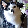 cat, black_and_white, pet, feline, animal, portrait, sitting, indoors, flowers, floral, pastel, white_fur, black_fur, green_eyes, whiskers, ears, paws, cushion, close_up, cute