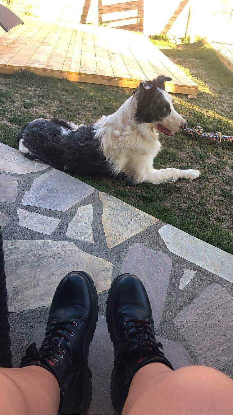 Mayron participe au concours pour gagner de l'argent avec cette photo : asphalt, athletic_shoe, black, border_collie, carnivore, companion_dog, dog, dog_breed, foot, grass, green, herding_dog, human_leg, light, line, plant, road_surface, sporting_group, tints_and_shades, white