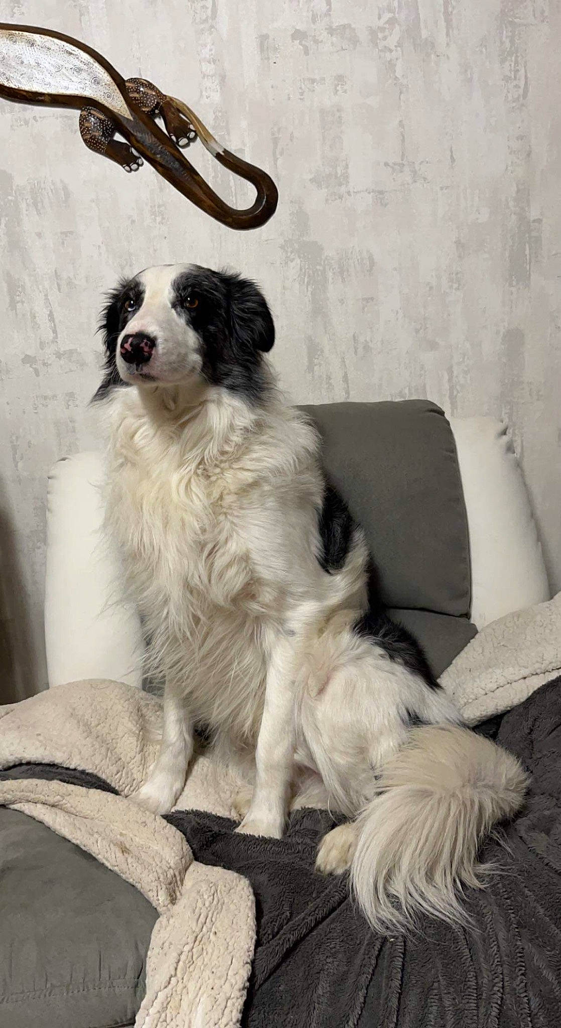 Mayron participe au concours pour gagner de l'argent avec cette photo : ancient_dog_breeds, art, bored, canidae, carnivore, comfort, companion_dog, couch, dog, dog_breed, fur, grey, monochrome_photography, snout, sporting_group, terrestrial_animal, working_animal, working_dog