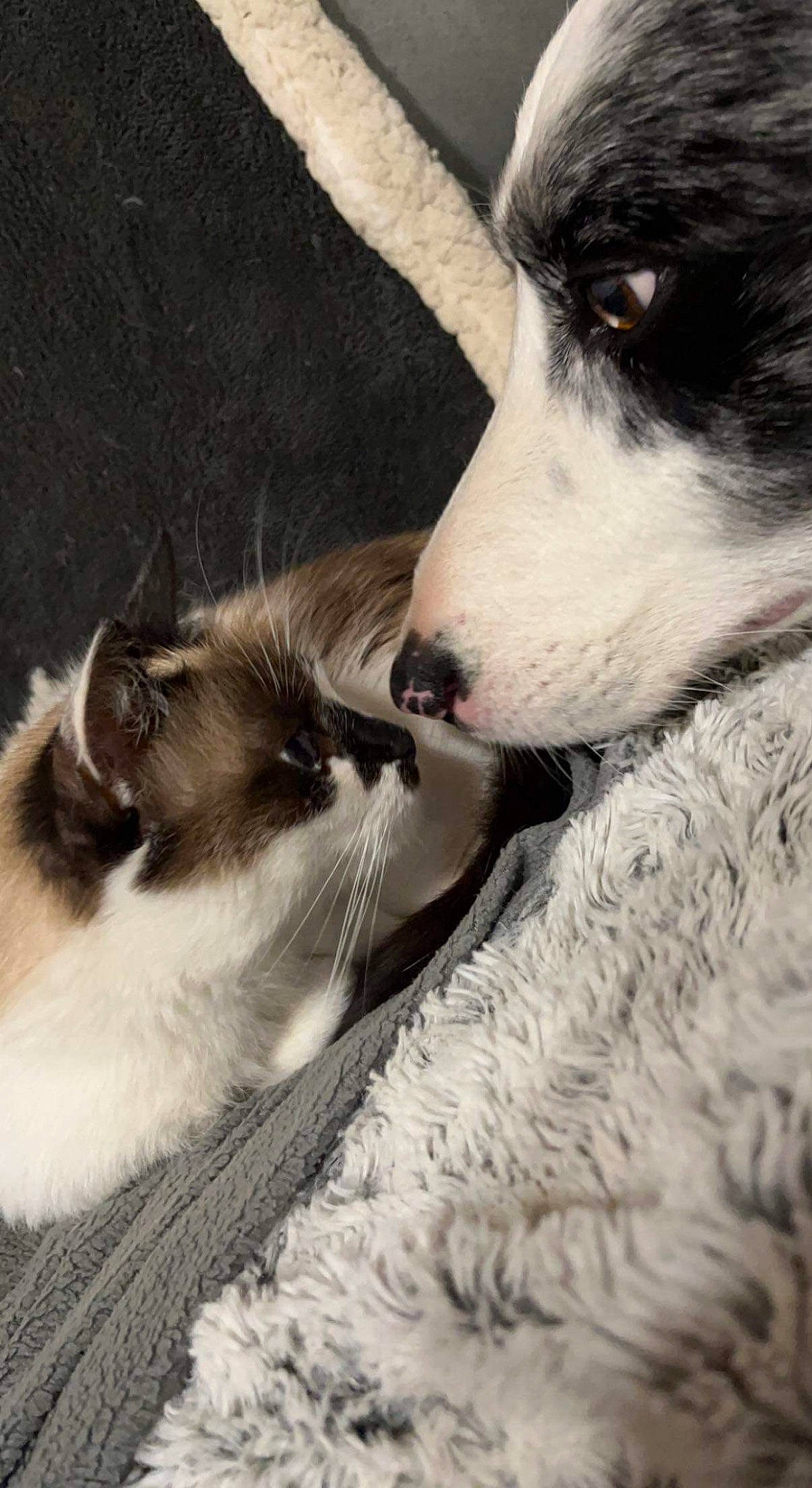 Mayron participe au concours pour gagner de l'argent avec cette photo : balinese, borzoi, carnivore, cat, collar, companion_dog, dog, dog_breed, domestic_short_haired_cat, felidae, fur, monochrome, paw, siamese, silken_windhound, small_to_medium_sized_cats, snout, thai, whiskers, working_animal