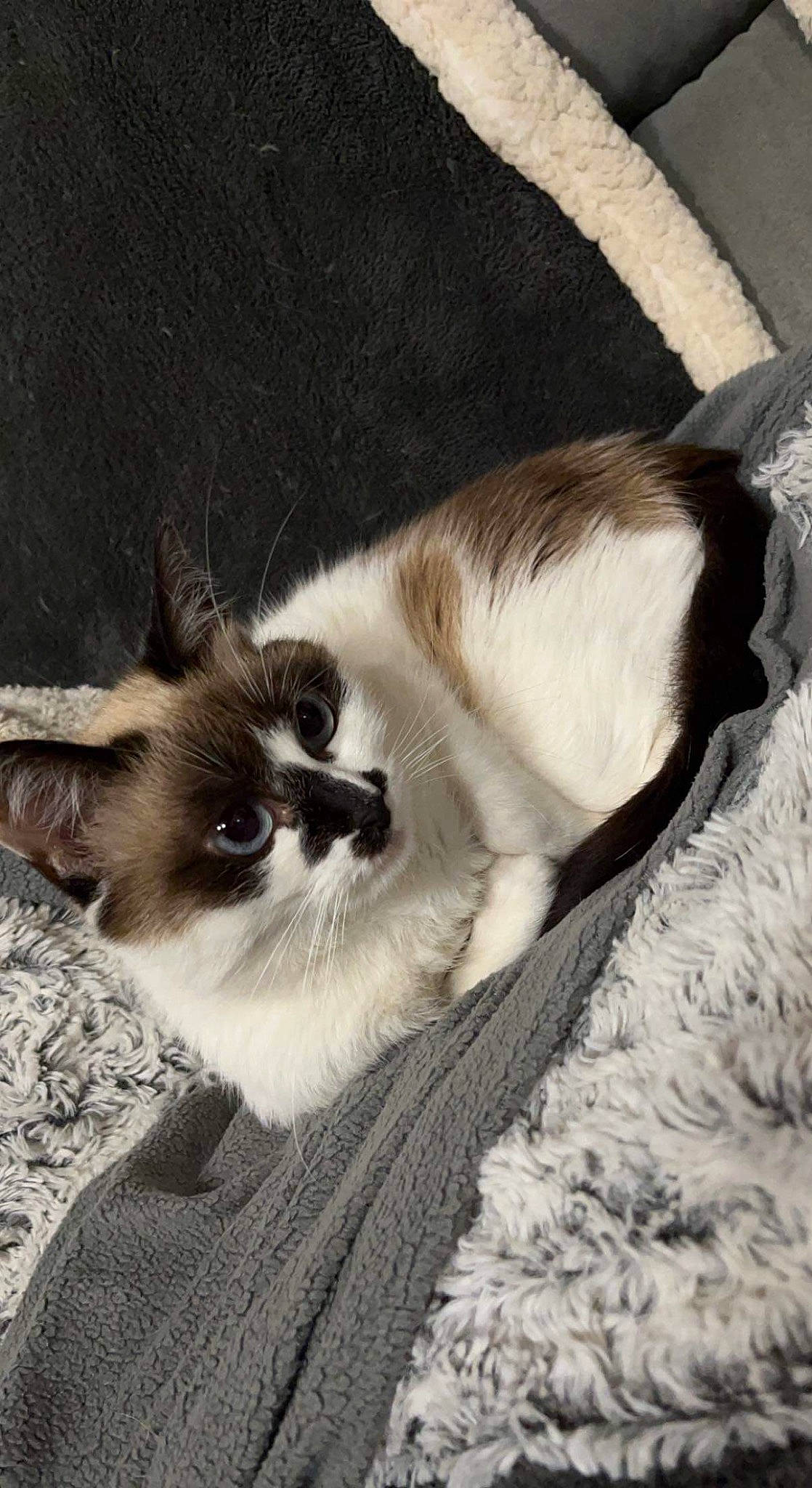 Marmotte participe au concours pour gagner de l'argent avec cette photo : balinese, birman, carnivore, cat, claw, collar, comfort, domestic_short_haired_cat, fawn, felidae, fur, paw, siamese, small_to_medium_sized_cats, snout, tail, terrestrial_animal, thai, whiskers