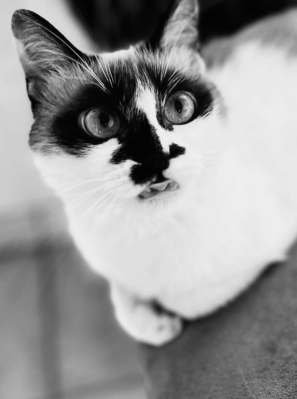 Marmotte participe au concours pour gagner de l'argent avec cette photo : black, black_and_white, carnivore, cat, domestic_short_haired_cat, door, ear, eye, felidae, fur, human_body, monochrome, monochrome_photography, photography, small_to_medium_sized_cats, snout, style, terrestrial_animal, whiskers, wildlife