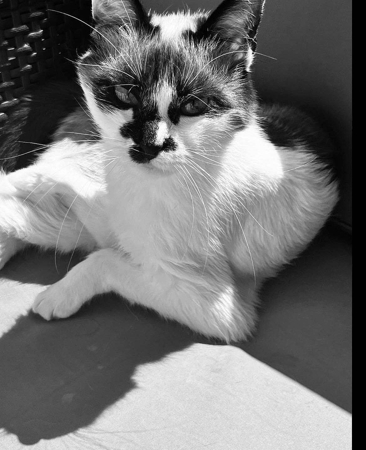 Marmotte participe au concours pour gagner de l'argent avec cette photo : black_and_white, carnivore, cat, claw, comfort, domestic_short_haired_cat, felidae, fur, gesture, happy, human_leg, monochrome, monochrome_photography, paw, small_to_medium_sized_cats, snout, stock_photography, style, tail, whiskers