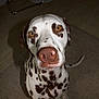 animal, brown_spots, canine, carpet, chair_leg, closeup, curious, dalmatian, dog, domestic_animal, ears, floor, fur, indoor, looking_up, nose, pet, portrait, sitting, white_fur