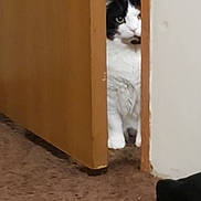 Ocie joined the competition — help win amazing prizes! animal, apartment, black_and_white, carpet, cat, curious, door, edge, feline, floor, fur, hidden, home, indoor, paw, peeking, pet, sock, wall, wood