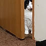 cat, door, peeking, black_and_white, fur, carpet, curious, indoor, animal, pet, paw, wood, floor, sock, wall, home, feline, hidden, apartment, edge