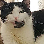 Ocie is registered to the contest to win money with this photo: cat, black_and_white, pet, feline, whiskers, fur, animal, cute, mouth_open, fangs, relaxed, indoor, close_up, face, expression, sitting, eyes, funny_face, background