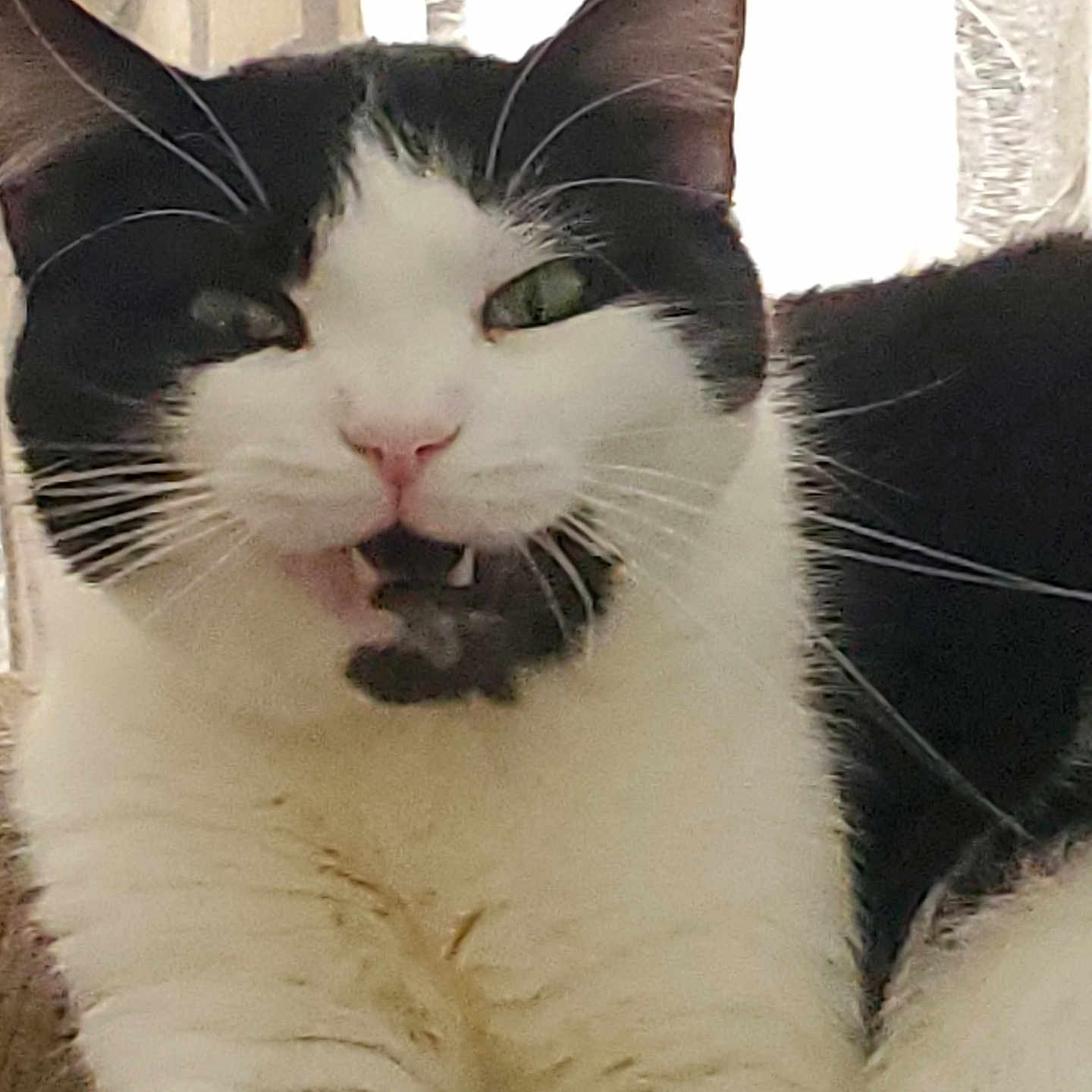 Ocie is registered to the contest to win money with this photo: animal, background, black_and_white, cat, close_up, cute, expression, eyes, face, fangs, feline, funny_face, fur, indoor, mouth_open, pet, relaxed, sitting, whiskers