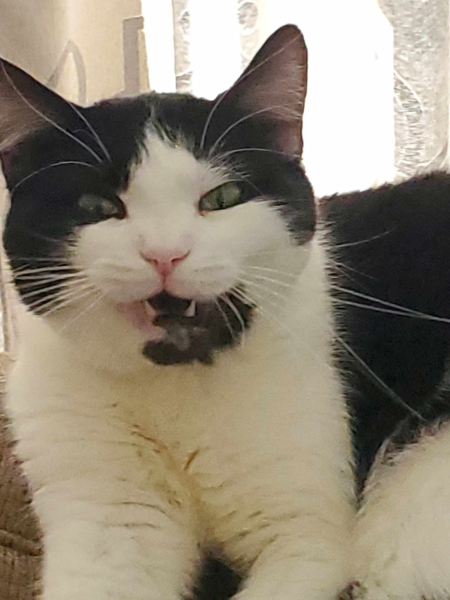 Ocie is registered to the contest to win money with this photo: cat, black_and_white, pet, feline, whiskers, fur, animal, cute, mouth_open, fangs, relaxed, indoor, close_up, face, expression, sitting, eyes, funny_face, background