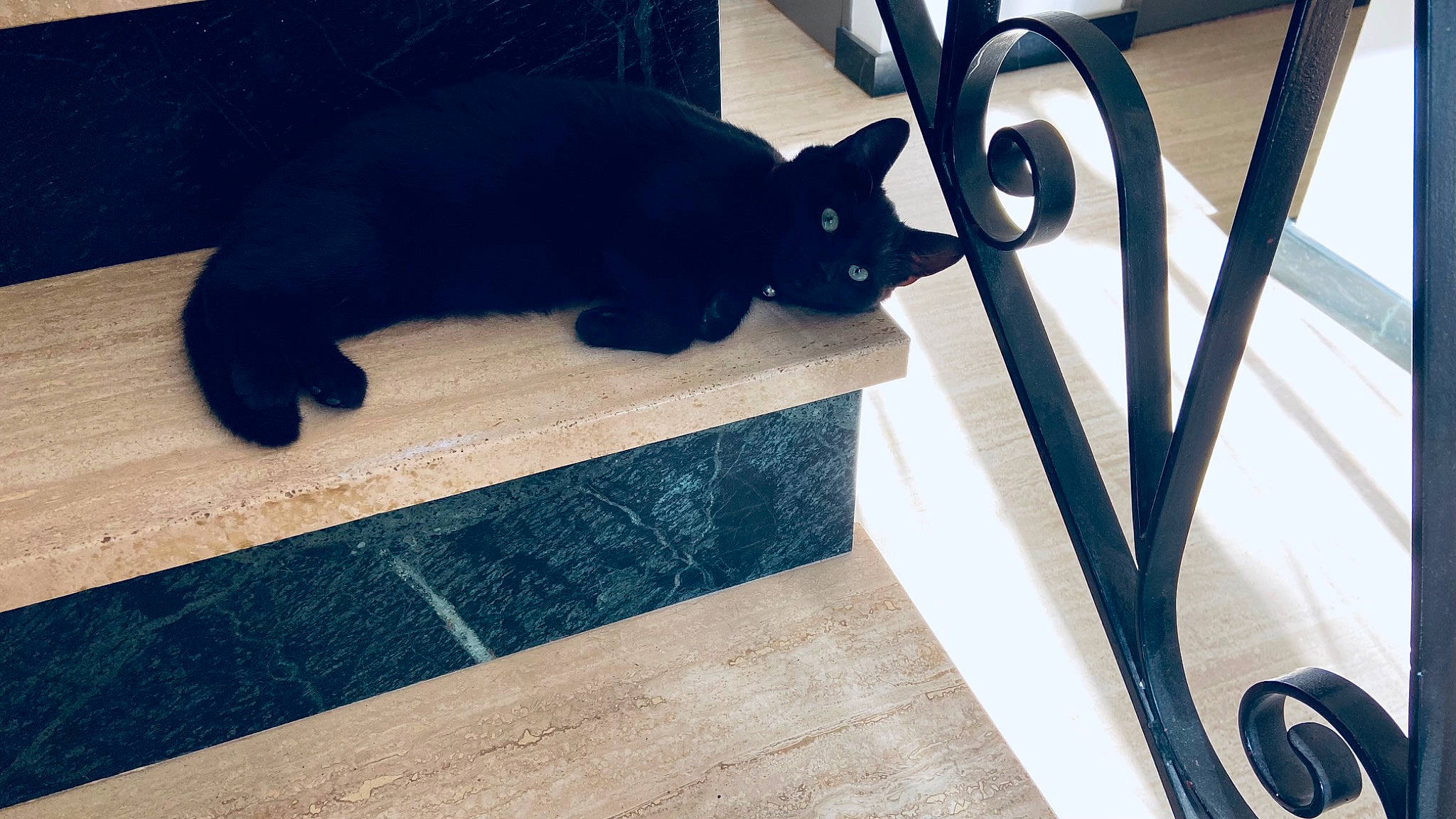 Cannelle participe au concours pour gagner de l'argent avec cette photo : bombay, carnivore, cat, domestic_short_haired_cat, electric_blue, felidae, floor, flooring, hardwood, laminate_flooring, pet_supply, rectangle, small_to_medium_sized_cats, stairs, tail, whiskers, window, wood, wood_flooring, wood_stain