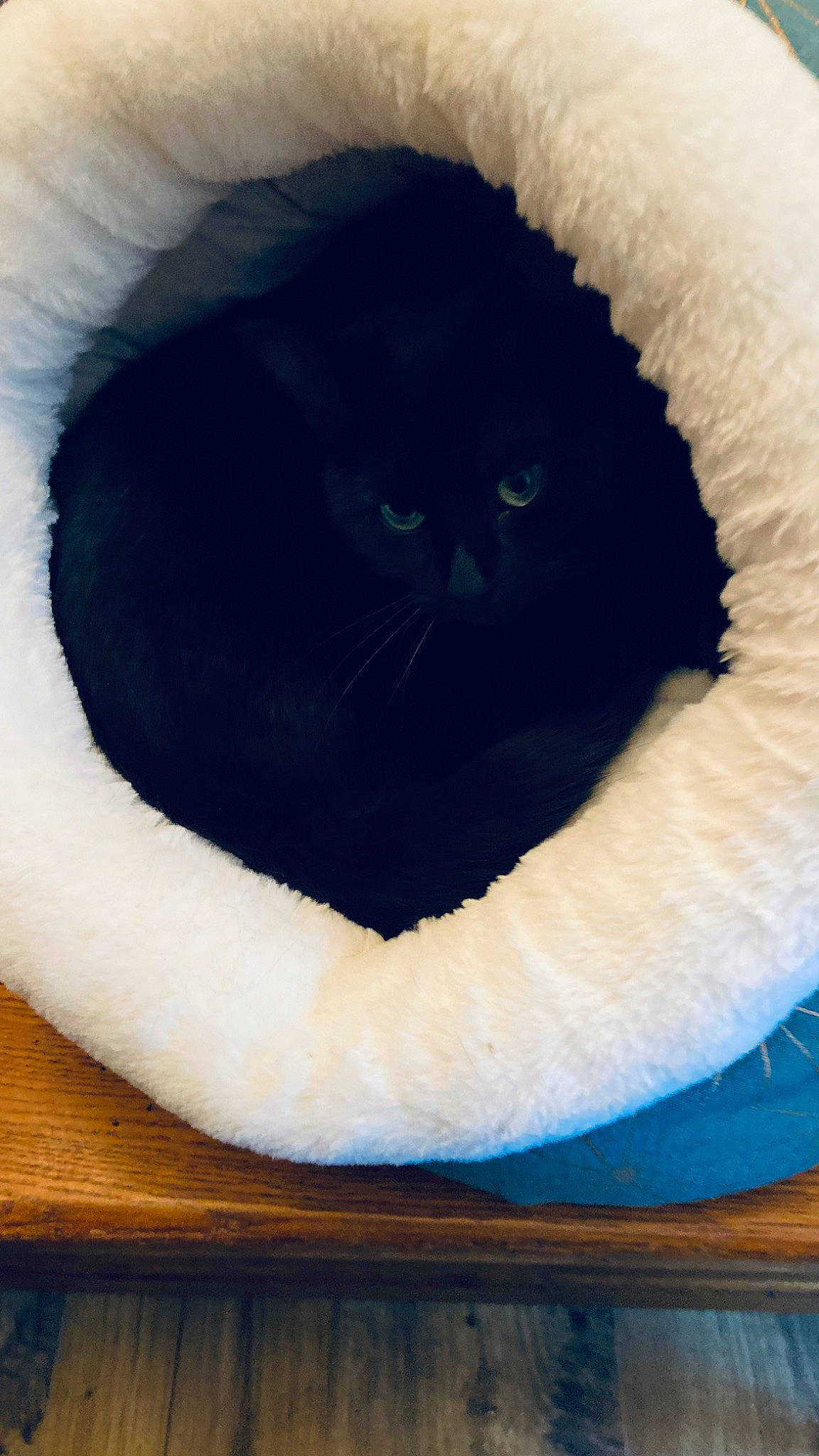 Cannelle participe au concours pour gagner de l'argent avec cette photo : carnivore, cat, cat_bed, cat_supply, fang, felidae, fur, pet_supply, small_to_medium_sized_cats, snout, snow, tail, terrestrial_animal, whiskers, window