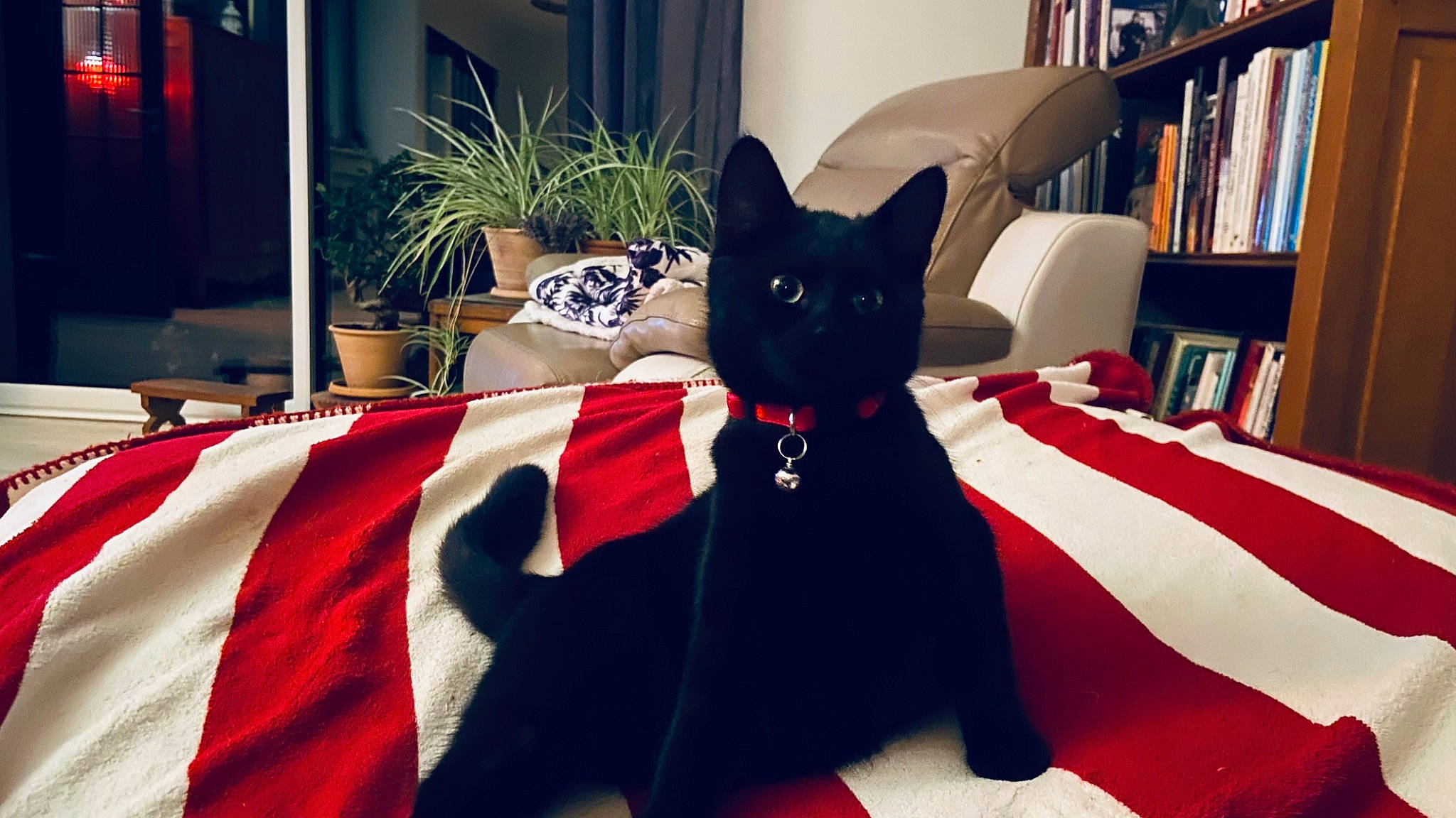 Cannelle participe au concours pour gagner de l'argent avec cette photo : beauty, bombay, bookcase, carnivore, cat, comfort, felidae, flowerpot, grey, houseplant, light, mammal, plant, shelf, small_to_medium_sized_cats, tail, textile, vertebrate, whiskers, window