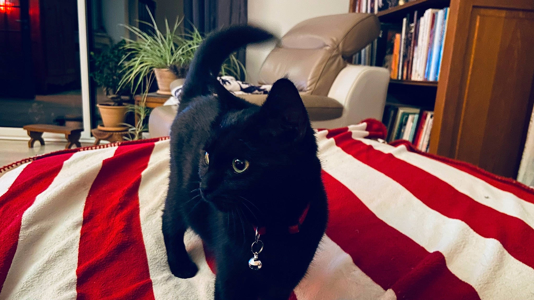 Cannelle participe au concours pour gagner de l'argent avec cette photo : bedding, bookcase, carnivore, cat, comfort, domestic_short_haired_cat, electric_blue, felidae, flooring, flowerpot, fur, houseplant, linens, plant, room, shelf, small_to_medium_sized_cats, snout, textile, whiskers