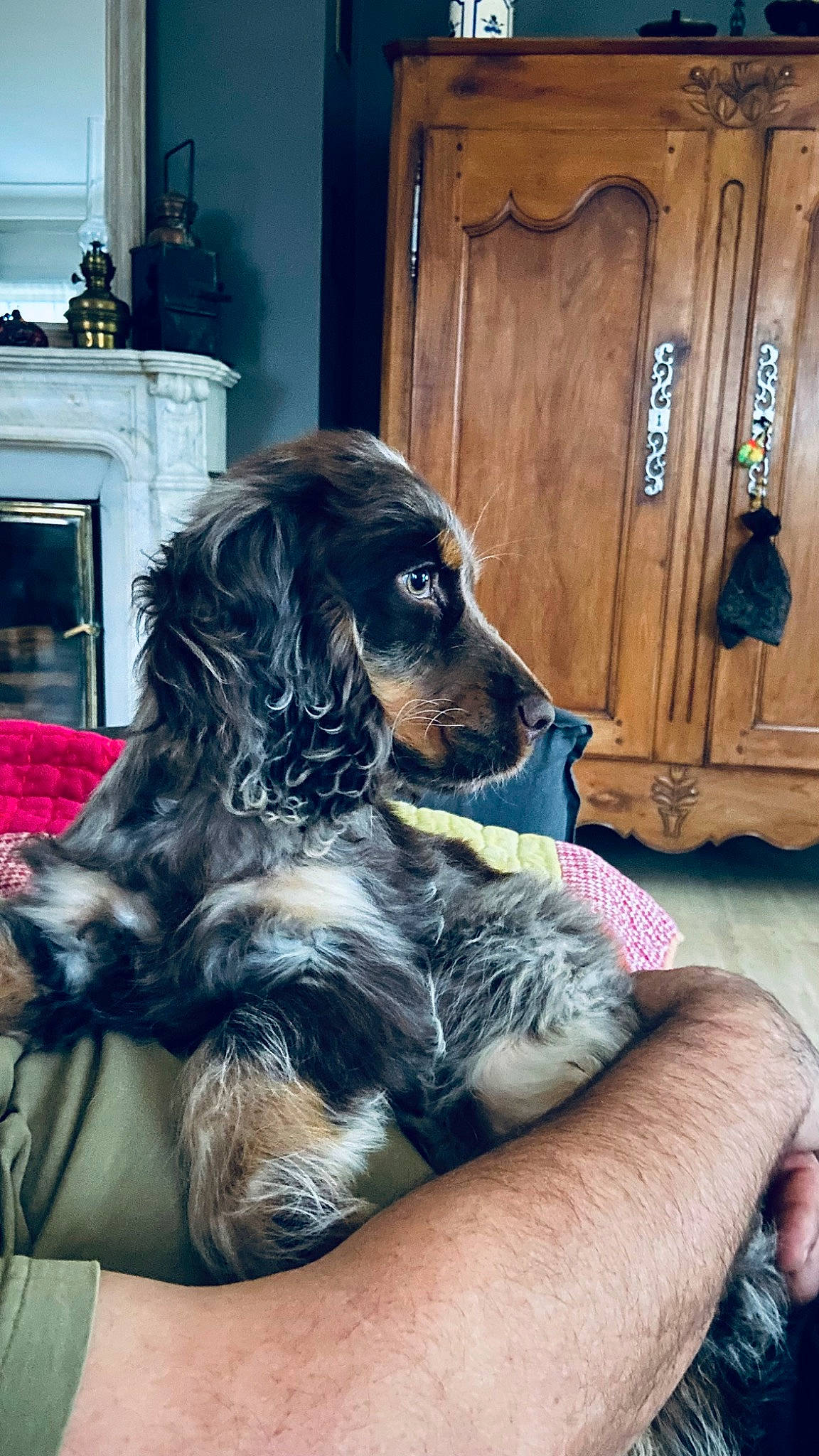 Thémys participe au concours pour gagner de l'argent avec cette photo : cabinetry, canidae, carnivore, companion_dog, dog, dog_breed, door, fur, paw, picture_frame, sporting_group, wood, working_animal, working_dog