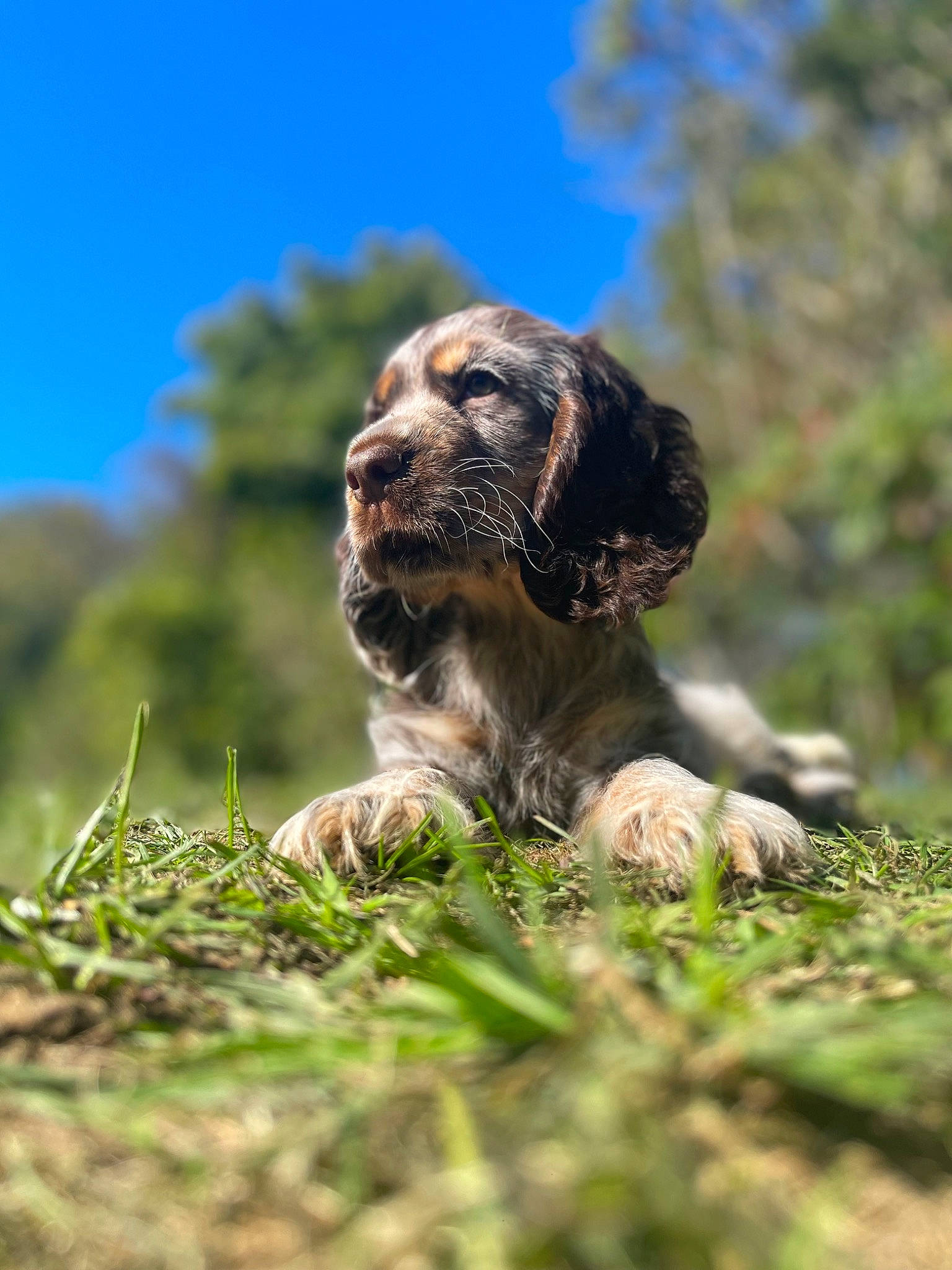 Thémys participe au concours pour gagner de l'argent avec cette photo : canidae, carnivore, companion_dog, dog, dog_breed, fawn, grass, gun_dog, liver, plant, pointing_breed, sky, snout, soil, spaniel, sporting_group, tail, terrestrial_animal, tree, working_animal