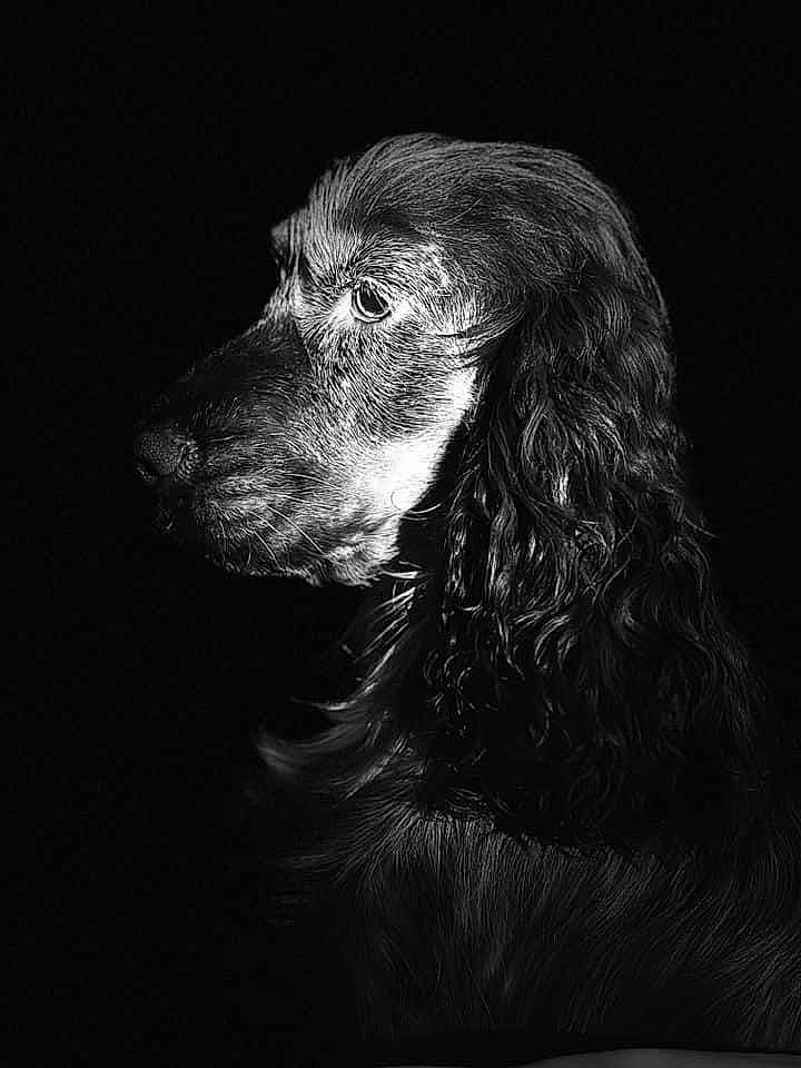 Thémys a rejoint le concours — aidez-le/la à gagner de superbes lots ! canidae, carnivore, companion_dog, darkness, dog, dog_breed, fur, grey, gun_dog, hunting_dog, liver, monochrome, monochrome_photography, pet_supply, snout, spaniel, sporting_group, terrestrial_animal, whiskers, working_animal