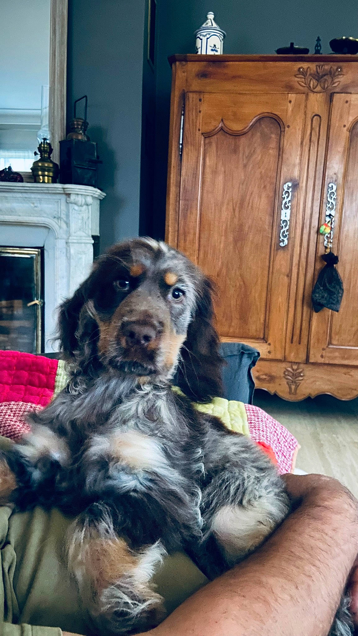 Thémys a rejoint le concours — aidez-le/la à gagner de superbes lots ! blue, bored, cabinetry, carnivore, china_cabinet, companion_dog, dog, dog_breed, door, fur, plant, room, snout, sporting_group, wood, working_dog