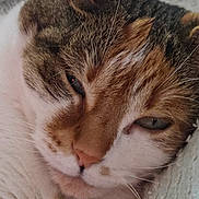 Ruby a rejoint le concours — aidez-le/la à gagner de superbes lots ! cat, close_up, sleepy, relaxed, fur, whiskers, face, animal, pet, laying_down, cozy, texture, indoor, mammal, resting, cute, domestic_cat, portrait, soft_light, eyes