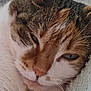 cat, close_up, sleepy, relaxed, fur, whiskers, face, animal, pet, laying_down, cozy, texture, indoor, mammal, resting, cute, domestic_cat, portrait, soft_light, eyes