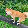 accessories, animal, canine, dog, grass, green, herbal, herbs, husky, leash, nature, outdoors, pet, plant, puppy, soil, strap, tree, vegetation, yard