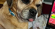 Lucy joined the competition — help win amazing prizes! dog, pet, animal, laptop, keyboard, technology, indoor, closeup, brown_fur, collar, tongue_out, gaming, screen, computer, hand, bracelet, bed, blanket, red_light, focus