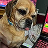 dog, pet, animal, laptop, keyboard, technology, indoor, closeup, brown_fur, collar, tongue_out, gaming, screen, computer, hand, bracelet, bed, blanket, red_light, focus