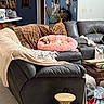 Lucy joined the competition — help win amazing prizes! dog, living_room, couch, blanket, pet_bed, leather_couch, bookshelf, table, carpet, decor, pillow, household_items, small_dog, pink_bed, relaxing_pet, indoor, furniture, plush, cozy, resting