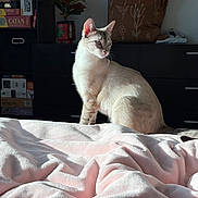 Orla is registered to the contest to win money with this photo: cat, feline, pet, indoor, bed, blanket, pink_blanket, sunlight, shadow, dresser, pillow, cushion, houseplant, bookshelf, board_game, catan_box, whiskers, fur, sitting, portrait