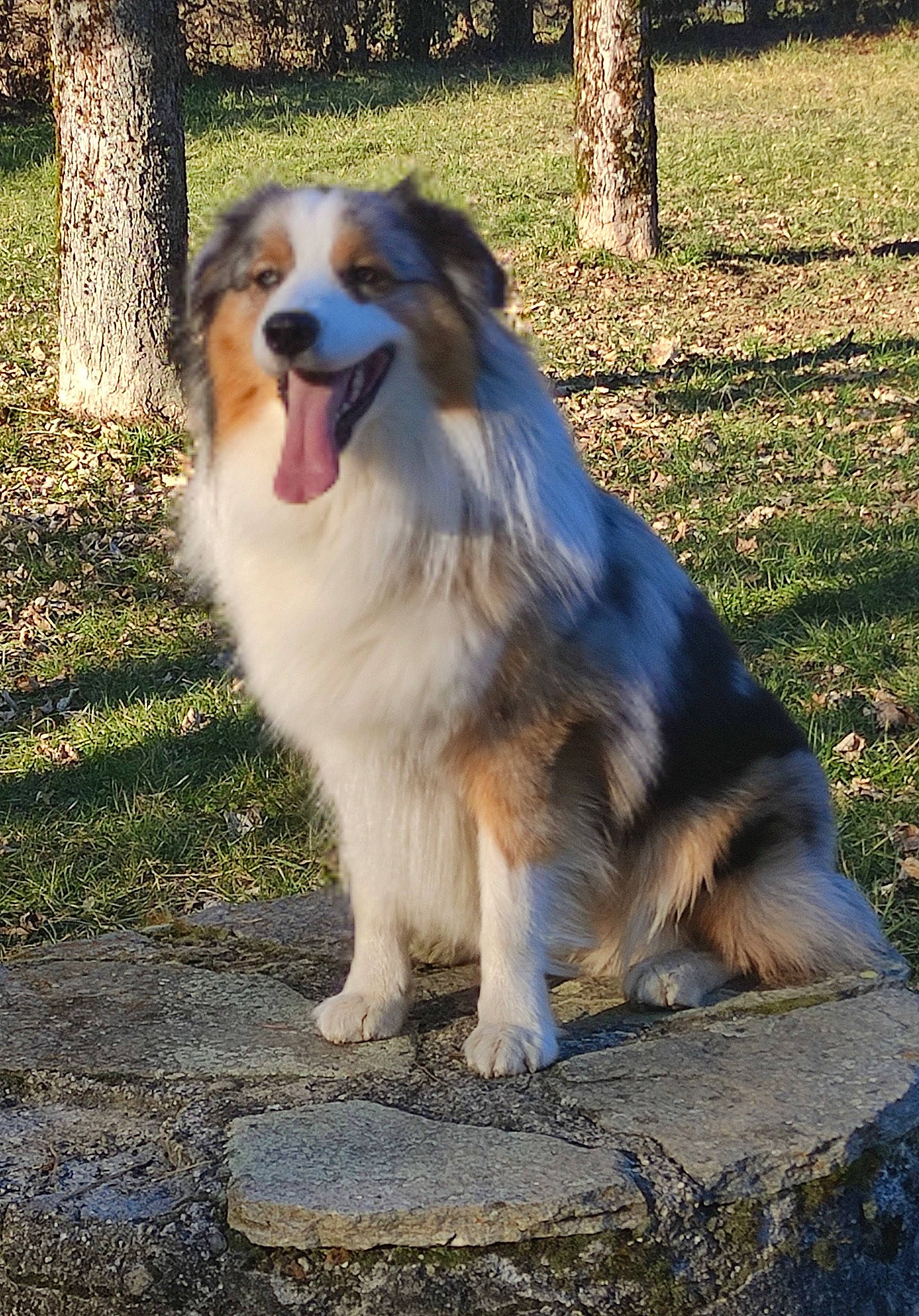 Shiva participe au concours pour gagner de l'argent avec cette photo : border_collie, canidae, carnivore, companion_dog, dog, dog_breed, grass, herding_dog, plant, snout, sporting_group, terrestrial_animal, tree, working_dog