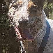 Ozzie is registered to the contest to win money with this photo: dog, canine, pet, animal, outdoor, nature, forest, collar, leash, tongue, panting, happy, ears, fur, closeup, portrait, sunlight, daytime, smiling, muzzle