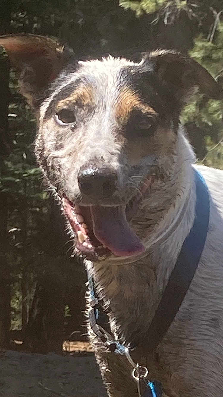 Ozzie