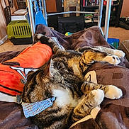 Tig joined the competition — help win amazing prizes! blanket, bookshelf, bow_tie, carpet, cat, collar, cozy, cushion, human_leg, indoor, living_room, orange_blanket, paw, pet, pet_carrier, sleeping, striped_fur, tabby_cat, tv, walker
