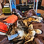 blanket, bookshelf, bow_tie, carpet, cat, collar, cozy, cushion, human_leg, indoor, living_room, orange_blanket, paw, pet, pet_carrier, sleeping, striped_fur, tabby_cat, tv, walker