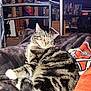 blanket, bookshelf, cardboard_box, carpet, cat, cozy, dvds, fur, furniture, indoor, living_room, paw, pet_bed, shelf, sleeping_cat, stripes, tabby_cat, television, tie_dye, walker