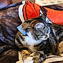 Tig joined the competition — help win amazing prizes! blanket, bow_tie, cat, close_up, couch, cozy, ear, fur, indoor, kitchen_background, leather_armchair, orange_blanket, paws, pet, plastic_bags, resting, striped_collar, tabby_cat, tiled_floor, whiskers