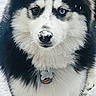 dog, husky, siberian_husky, puppy, snow, winter, outdoor, portrait, close_up, fluffy, black_and_white, blue_eye, heterochromia, snowy_nose, collar, pet, canine, standing, fur, cute