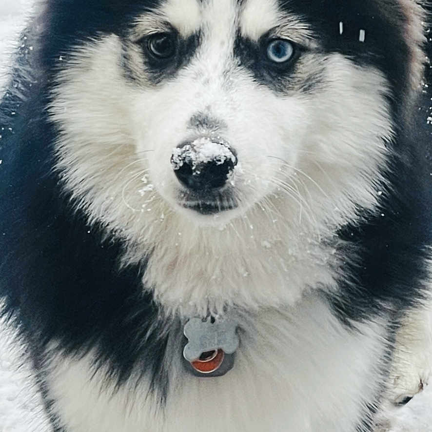 Zeus