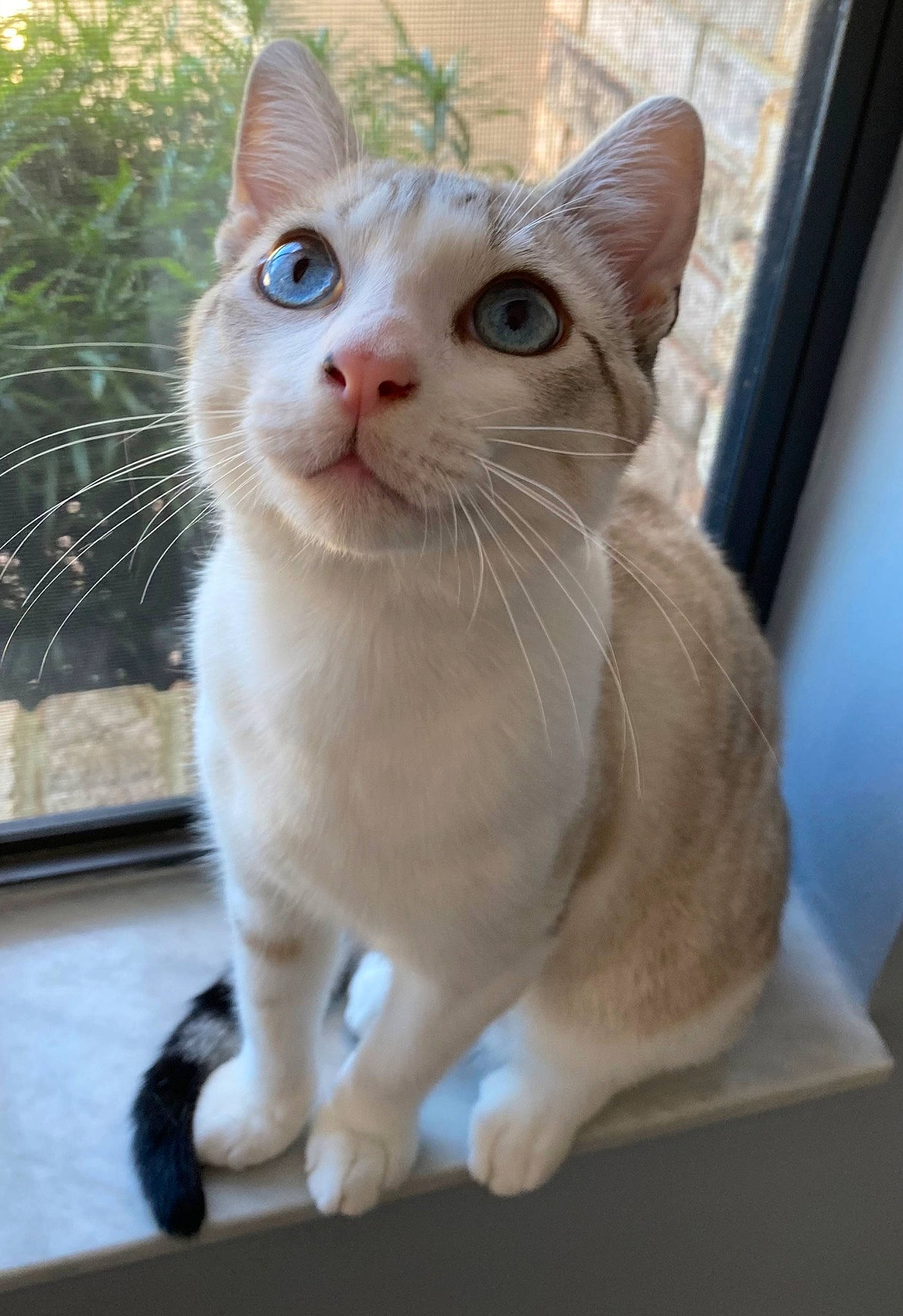 Rocky is registered to the contest to win money with this photo: carnivore, cat, domestic_short_haired_cat, fawn, felidae, fur, paw, small_to_medium_sized_cats, snout, tail, terrestrial_animal, whiskers, window