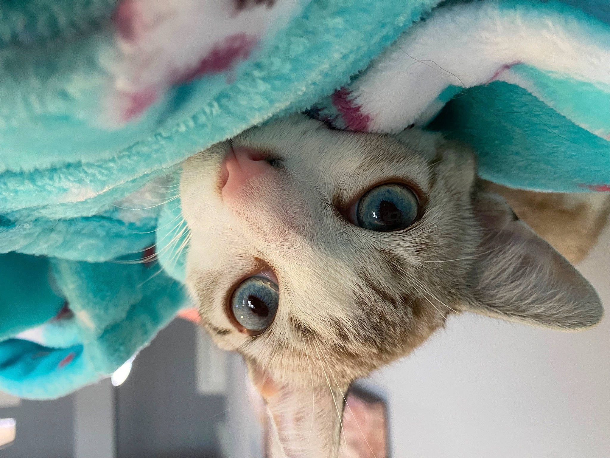 Rocky joined the competition — help win amazing prizes! carnivore, cat, close_up, domestic_short_haired_cat, ear, eye, eyelash, fawn, felidae, fur, hair, head, human_body, iris, nose, small_to_medium_sized_cats, snout, sunglasses, tree, whiskers