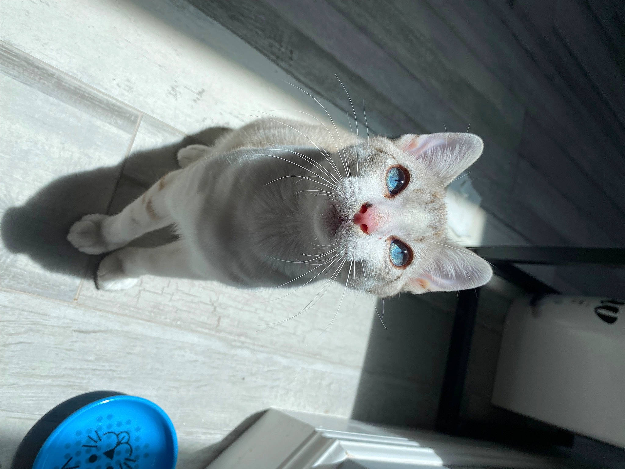 Rocky is registered to the contest to win money with this photo: carmine, carnivore, cat, comfort, domestic_short_haired_cat, door, felidae, fur, paw, russian_blue, small_to_medium_sized_cats, snout, tail, whiskers