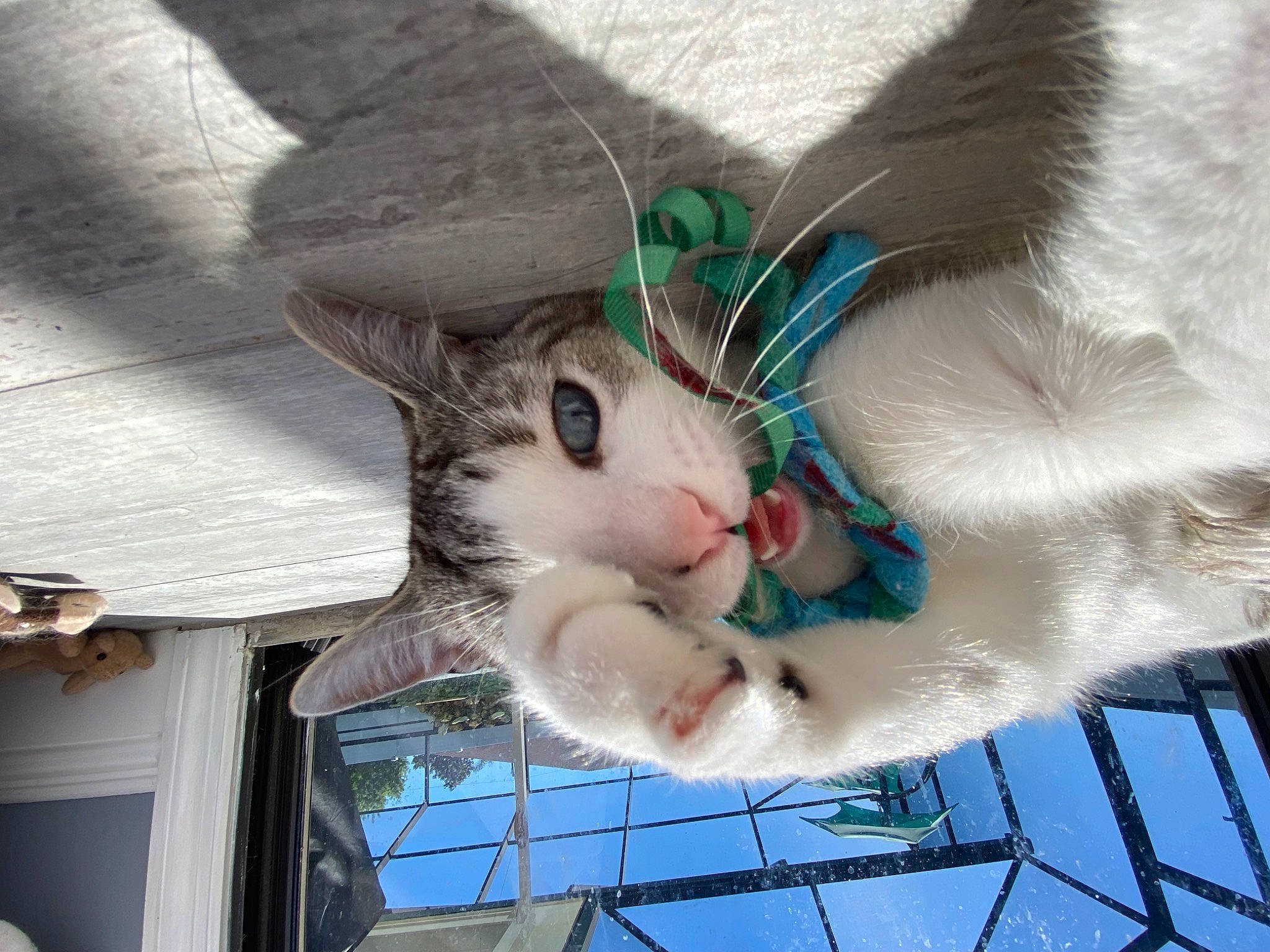 Rocky is registered to the contest to win money with this photo: carnivore, cat, claw, collar, domestic_short_haired_cat, fashion_accessory, fawn, felidae, fur, holiday, leash, mammal, paw, small_to_medium_sized_cats, snapshot, snout, tail, vertebrate, whiskers, wood