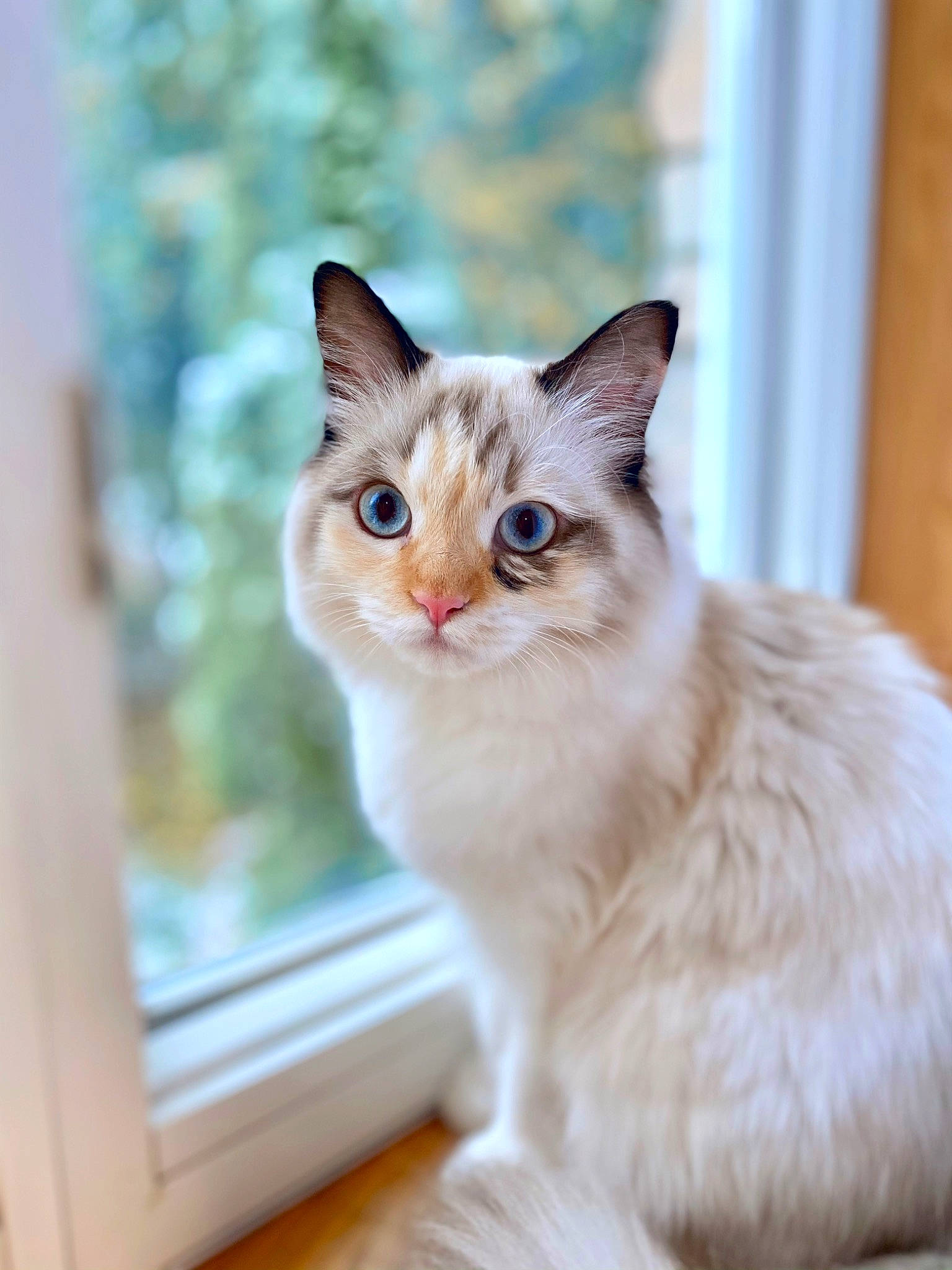Khaleesi is registered to the contest to win money with this photo: carnivore, cat, collar, domestic_short_haired_cat, door, fawn, felidae, fur, paw, small_to_medium_sized_cats, snout, tail, whiskers, window, wood