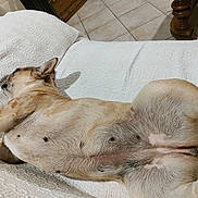Ulie a rejoint le concours — aidez-le/la à gagner de superbes lots ! animal, blanket, brown_fur, canine, comfortable, dog, domestic_animal, fur, home, indoor, laying_down, napping, paw, peaceful, pet, quiet, relaxed, resting, sleeping, tile_floor
