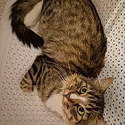 Boncuk a rejoint le concours — aidez-le/la à gagner de superbes lots ! animal, basket, cat, closeup, curious, cute, domestic_cat, ears, fur, green_eyes, indoor, looking_up, pet, plastic, relaxed, resting, striped, tabby, tail, whiskers