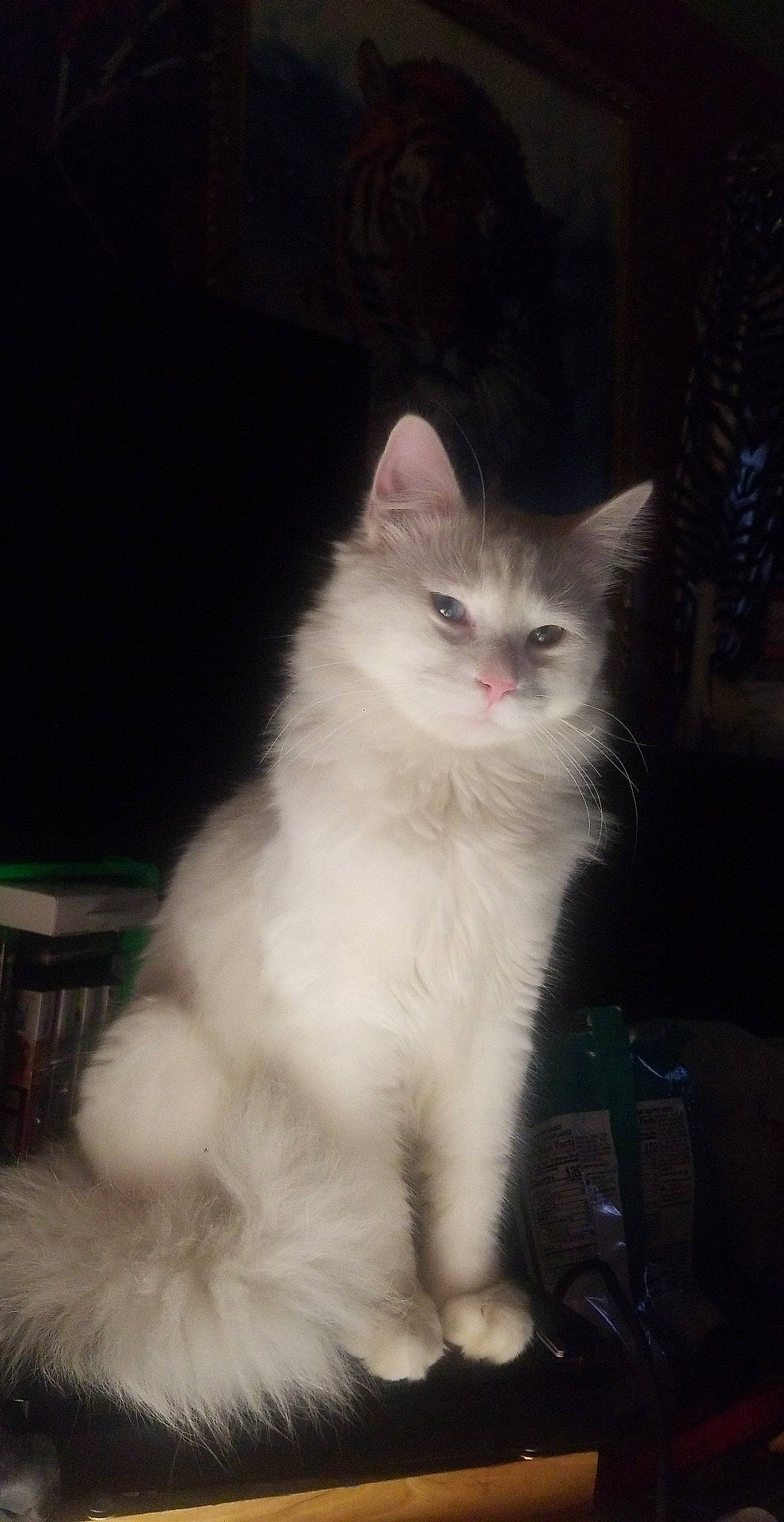 Jasper is registered to the contest to win money with this photo: carnivore, cat, darkness, eye, felidae, fur, paw, sitting, small_to_medium_sized_cats, snout, tail, terrestrial_animal, whiskers