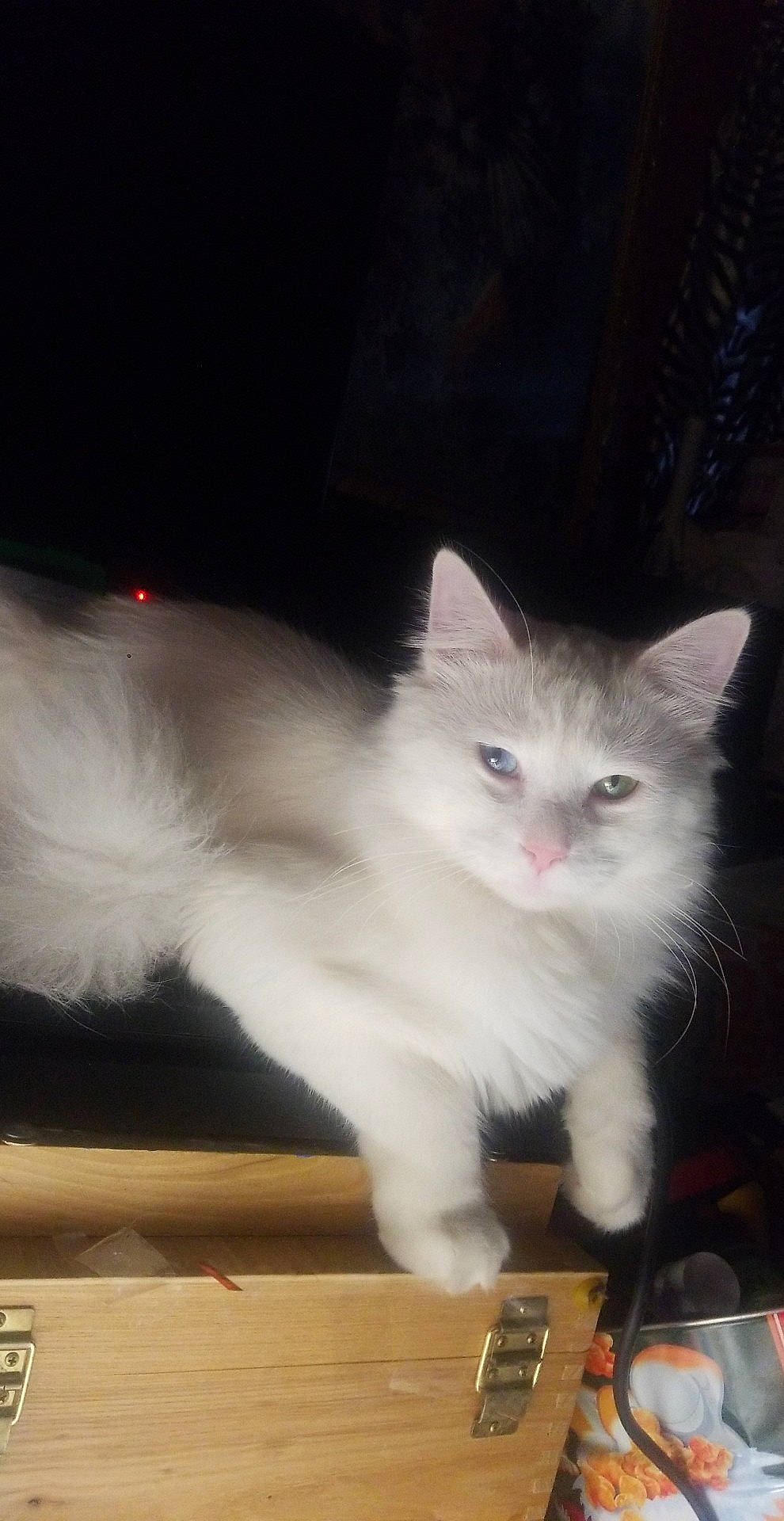 Jasper joined the competition — help win amazing prizes! carnivore, cat, claw, domestic_short_haired_cat, fawn, felidae, fur, hardwood, paw, small_to_medium_sized_cats, snout, tail, whiskers