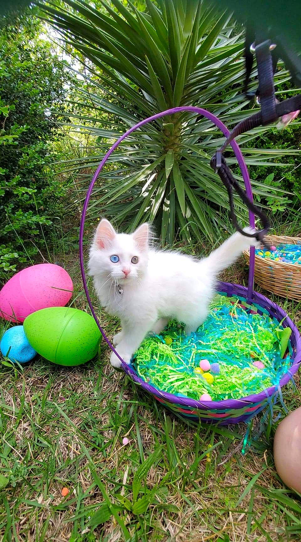 Jasper joined the competition — help win amazing prizes! art, ball, carnivore, cat, chair, domestic_short_haired_cat, felidae, fur, garden, grass, leisure, outdoor_furniture, plant, shrub, sitting, small_to_medium_sized_cats, sports_equipment, tail, tree, whiskers